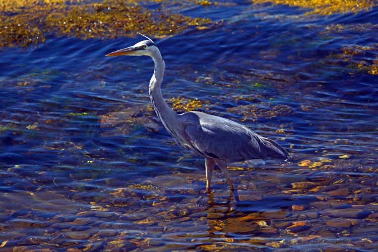 great blue heron